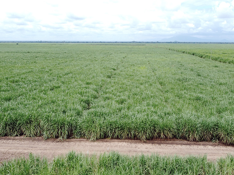 Programu Iliyopanuliwa ya Maendeleo ya Miwa