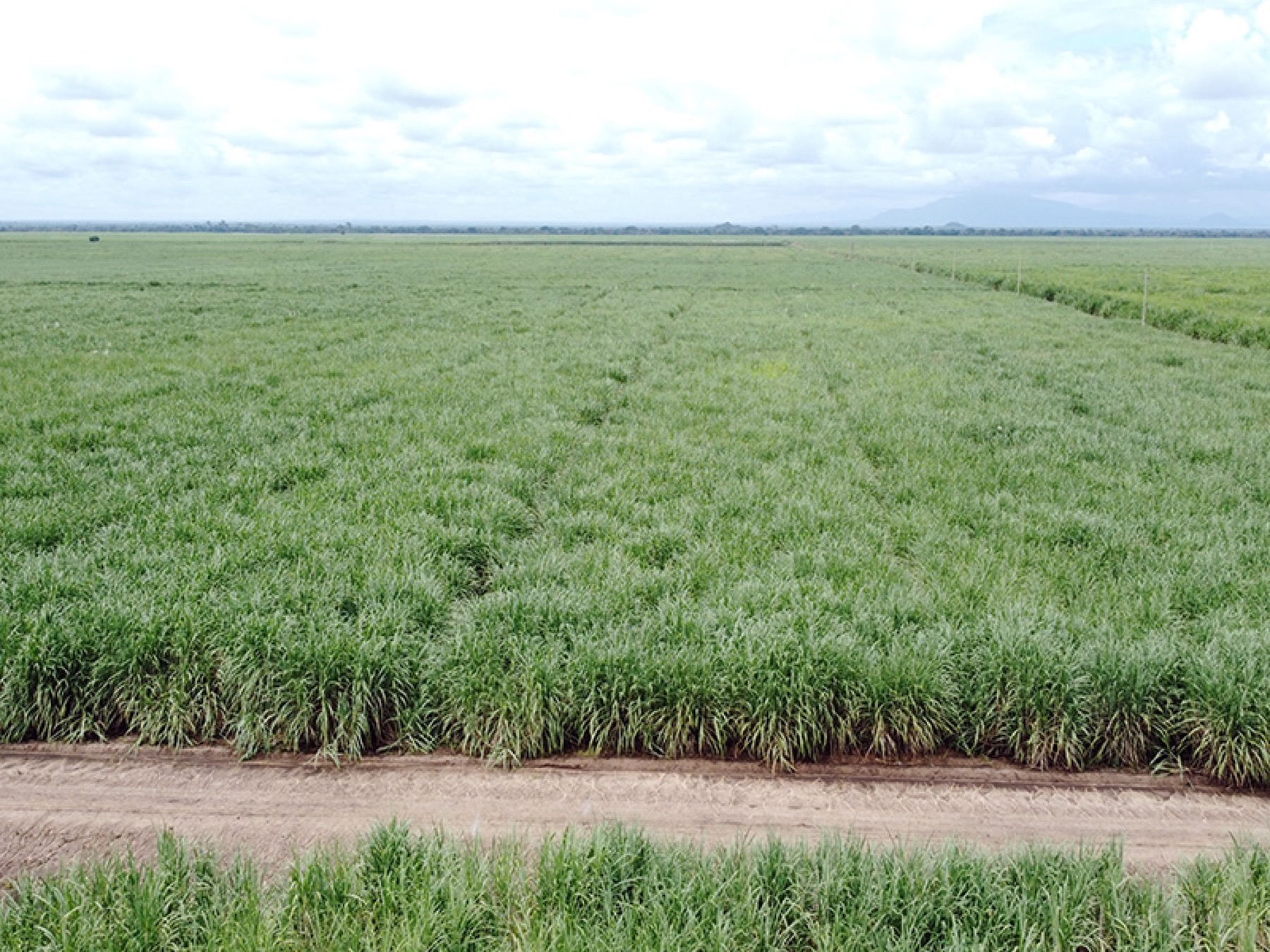 Mashamba ya miwa katika shamba la Mkulazi